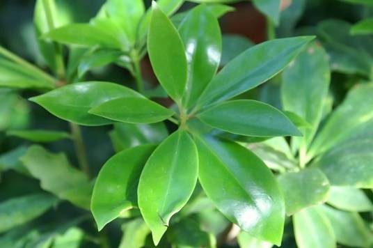 八角(五味子科八角属的一种植物)