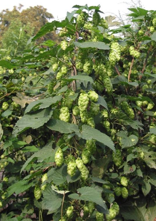 啤酒花（大麻科葎草属植物）