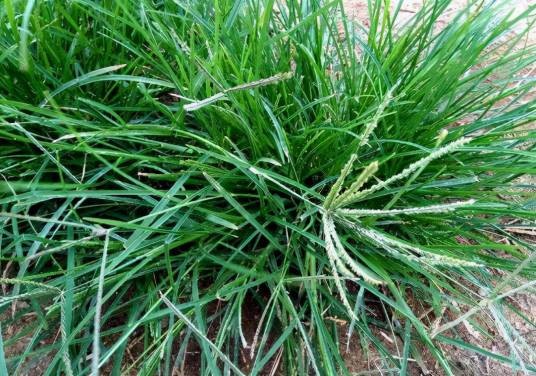 牛筋草（禾本科穇属植物）