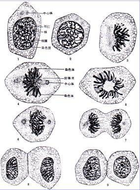 细胞分裂(生物学名词)