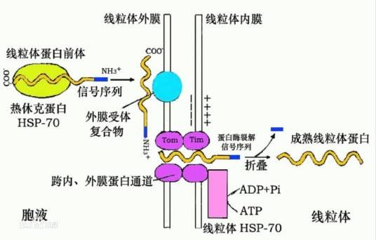 热休克蛋白