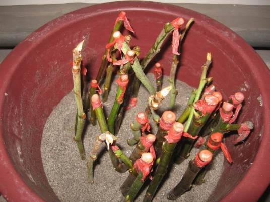 扦插(植物学术语)
