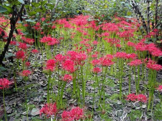 石蒜(石蒜科、石蒜属植物)
