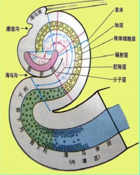 记忆（人类思维中信息内容的储备与使用过程）