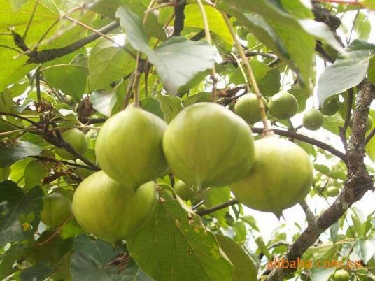 桐油(大戟科油桐属植物)
