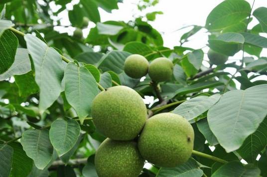核桃树(胡桃科植物)