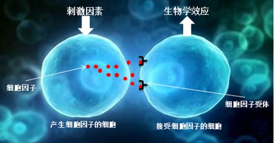 细胞因子风暴