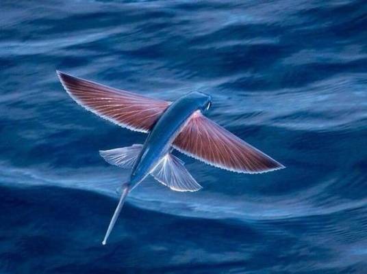飞鱼（飞鱼科燕鳐鱼属海洋动物）