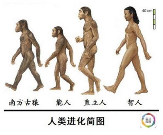 智人（生物学分类中人科人属下的唯一现存物种）