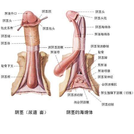 冠状沟（阴茎颈的俗称）