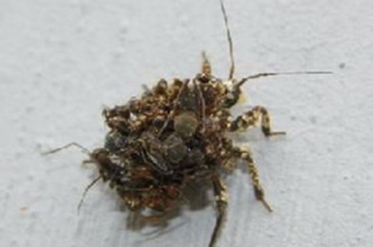 蝜蝂（古书中昆虫）
