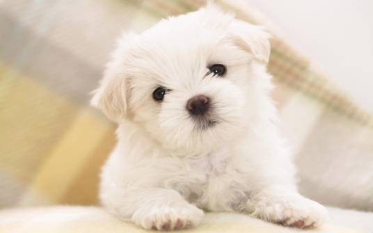 宠物狗(圈养的犬类动物)