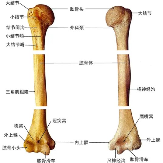 肱骨