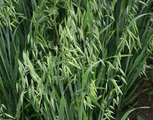 莜麦（禾本科燕麦属植物）