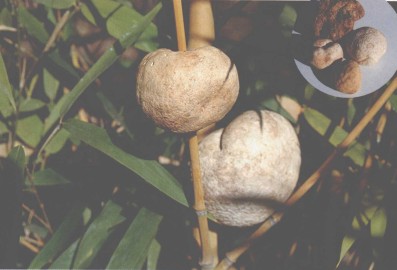 竹菌