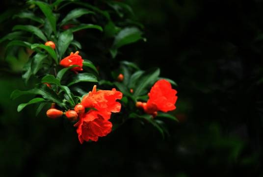 石榴花（石榴科石榴属植物）