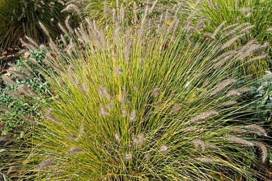 狼尾草（禾本科狼尾草属植物）
