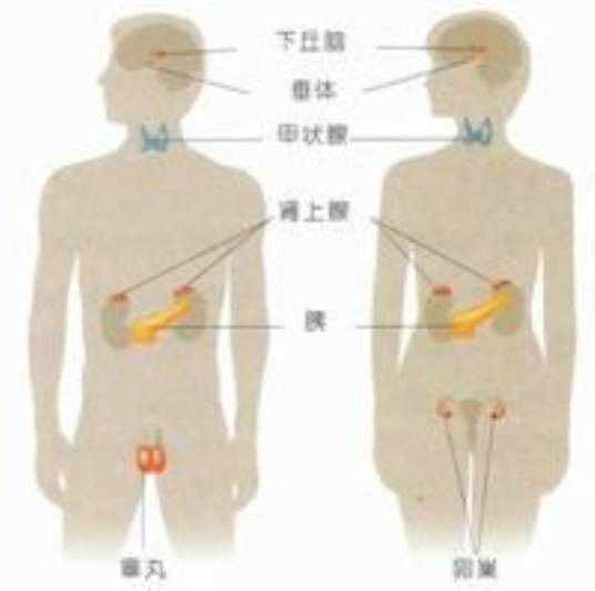 内分泌科（治疗内分泌科疾病的地方）