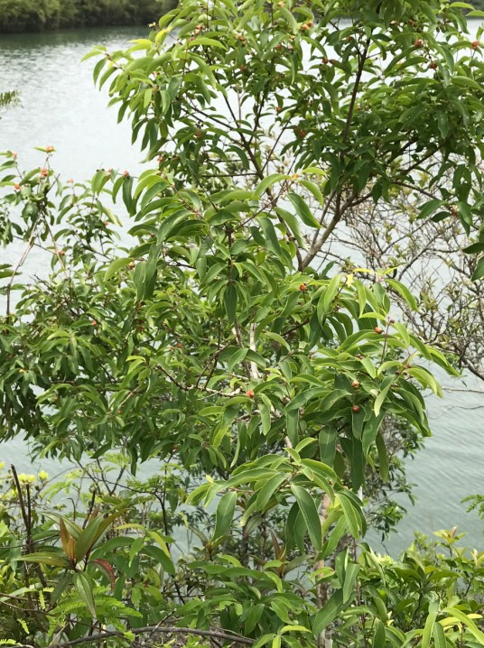 冬青(冬青科冬青属植物)