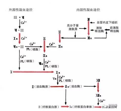 凝血因子