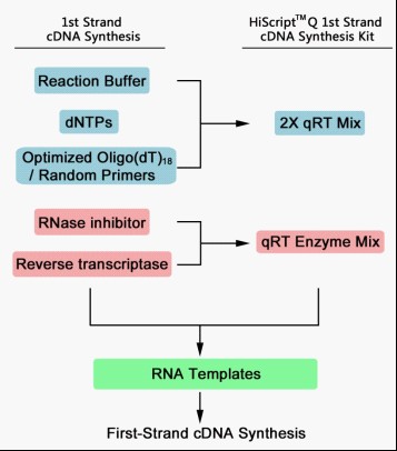 cDNA