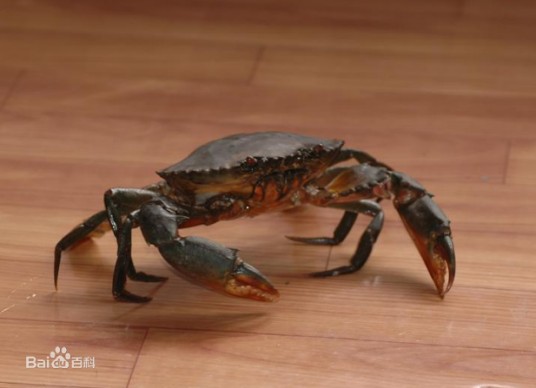 青蟹属