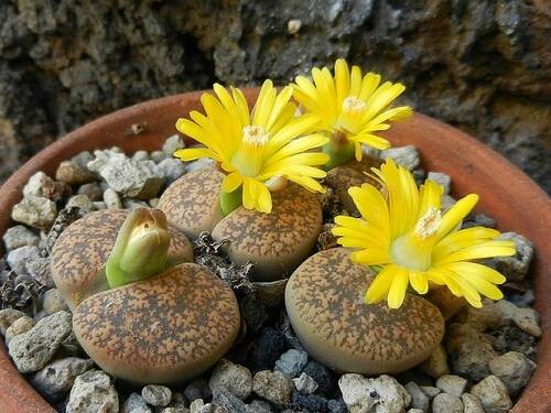 生石花(番杏科生石花属植物)