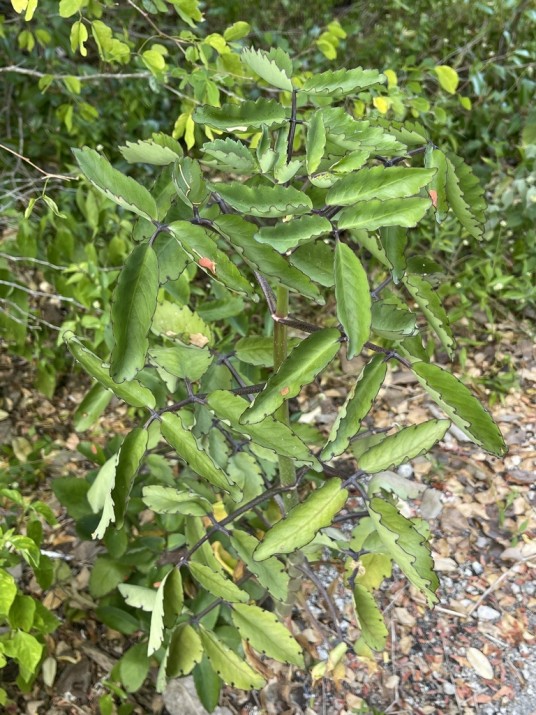 落地生根（景天科落地生根属植物）