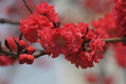 花红（蔷薇科苹果属植物）