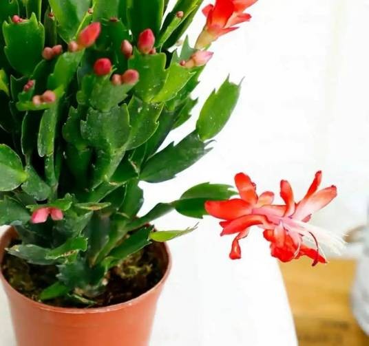 蟹爪兰(仙人掌科仙人指属植物)