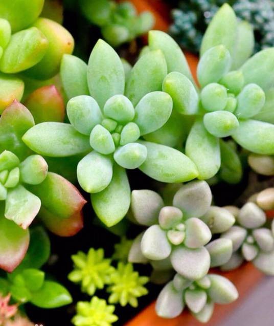宝石花（多肉植物的统称）
