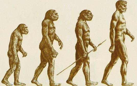 人类进化（进化生物学内容）