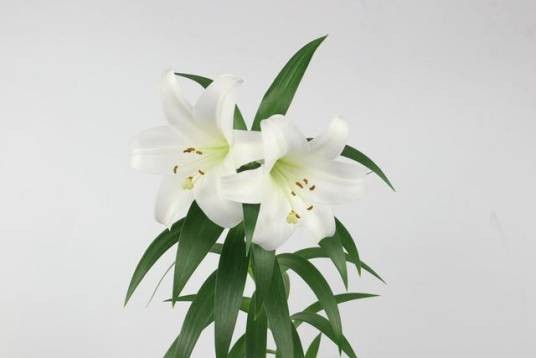 香水百合（百合科百合属植物）