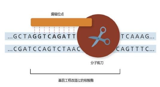基因编辑