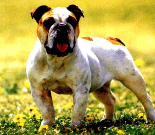 斗牛犬(起源于英国的一种赏玩犬)