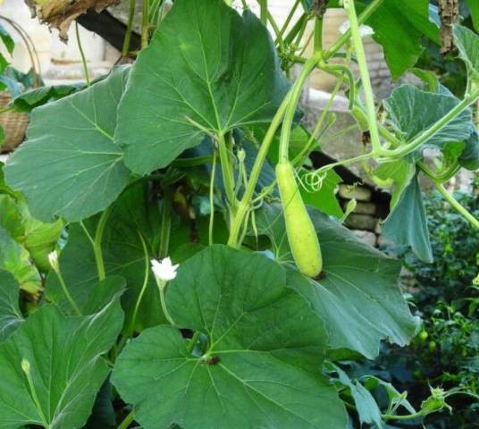 瓠子(葫芦科葫芦属植物)