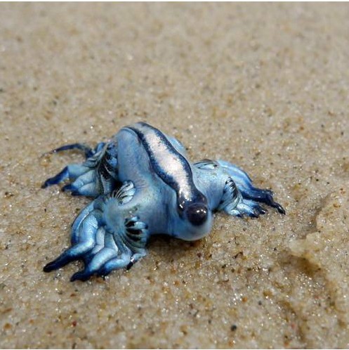 海蛞蝓(腹足纲后鳃目海兔螺属动物)