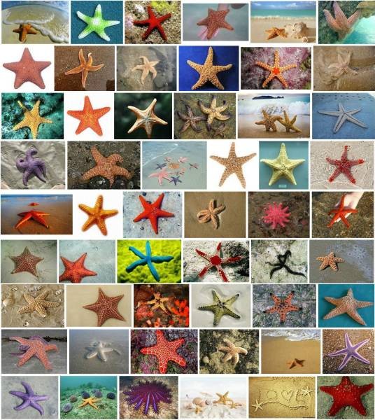 海星(棘皮动物门海星纲有棘目动物)