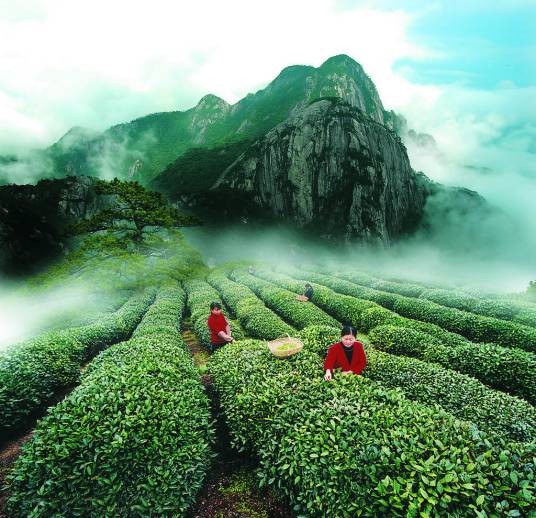春茶(茶的种类)