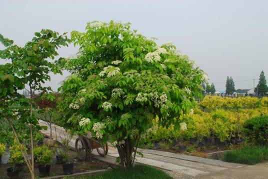 接骨木(荚蒾科接骨木属的一种植物)