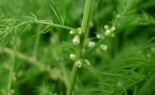 龙须菜(天门冬科天门冬属植物)