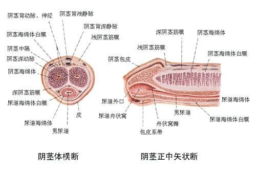 包皮系带