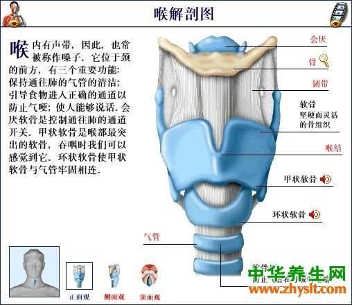 喉咙（解剖部位）