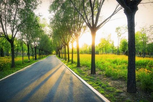 行道树（道路两侧树木）