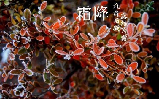 霜降(二十四节气之一)