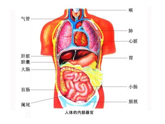 人体器官
