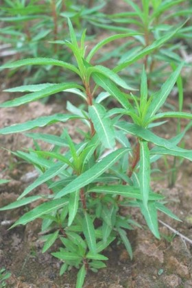 赶黄草