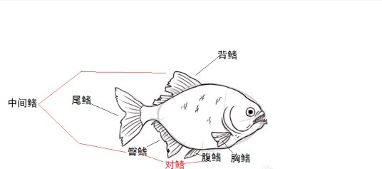 鱼鳍