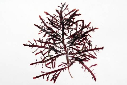 石花菜(石花菜科石花菜属植物)