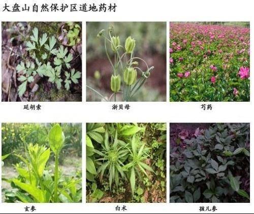 道地药材（中医药术语）